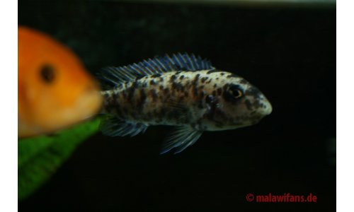 Labeotropheus trewavasae Thumbi west